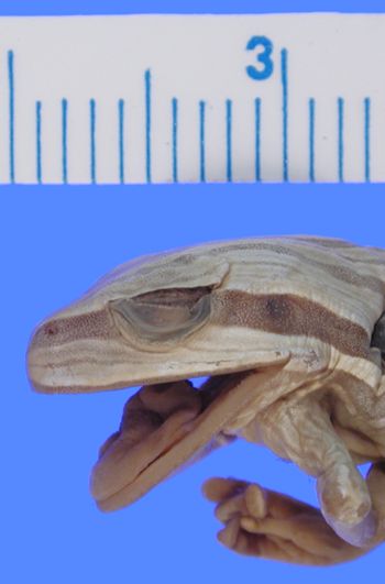 Media type: image; Herpetology A-1544